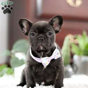 Jennifer, French Bulldog Puppy